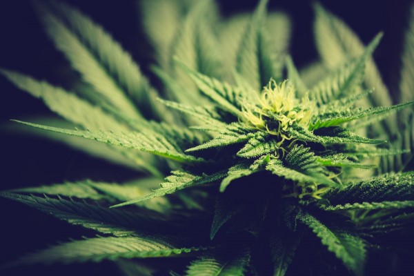 Cannabis, fusione Tilray-Aphria segnala consolidamento di settore