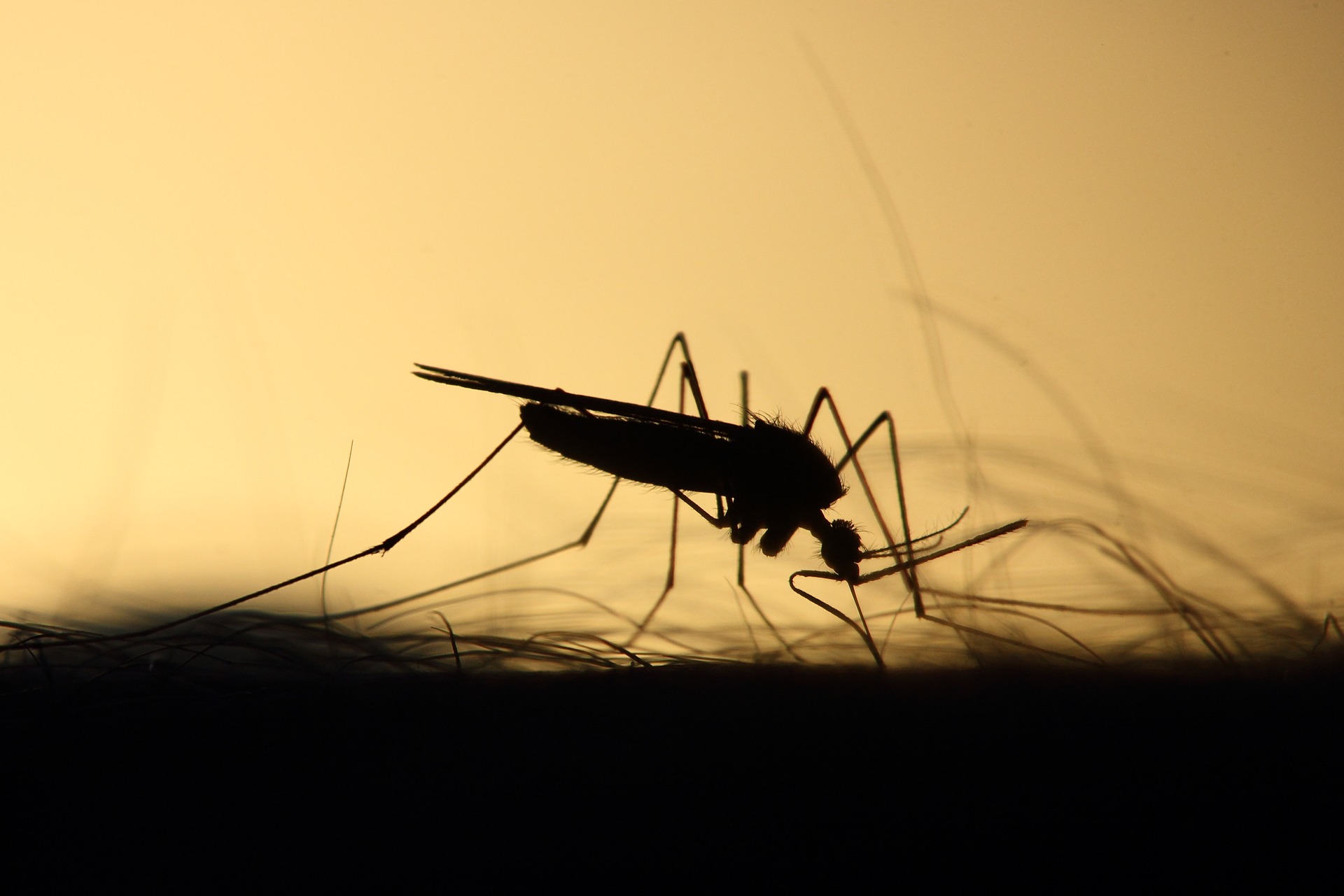 Zanzare: presto rilasciati 2 miliardi di OGM